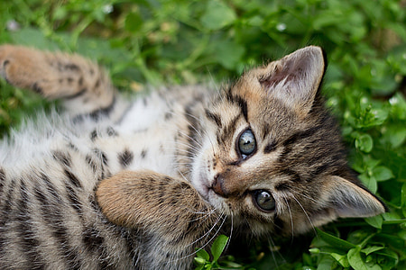 gray tabby kitten thumbnail