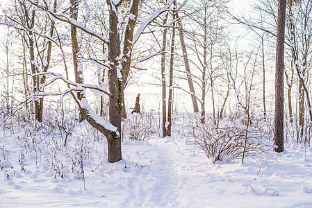 brown bare trees surrounded with snow during daytime thumbnail