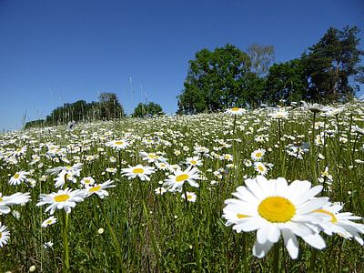 field of white petaled flower thumbnail