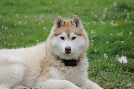 adult malamute sitting on grass thumbnail