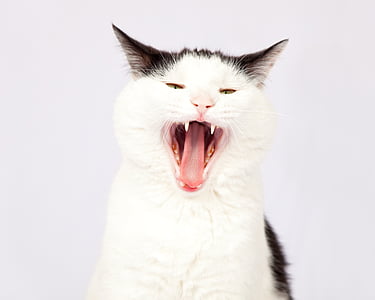 white and black bicolor cat yawning with white background thumbnail