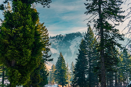 green leafed tree on mountain thumbnail