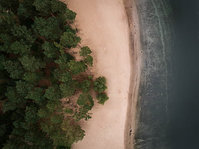 aerial view photography of forest near body of water thumbnail