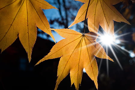 dried maple leaf thumbnail