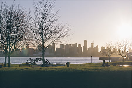 bare trees near body of water thumbnail