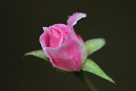 Pink Rose in Shallow Photography thumbnail