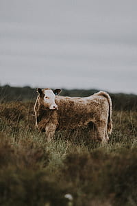 white and brown cattle on green grass field taken at daytime] thumbnail