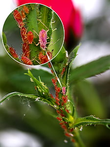 closeup photo of pink flying insect thumbnail