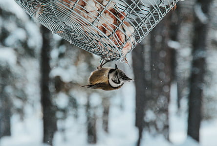 brown and black bird dangling front white metal cage thumbnail