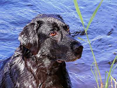 adult black Labrador retriever on the body of water photography thumbnail