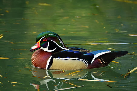Mandarin duck on body of water thumbnail