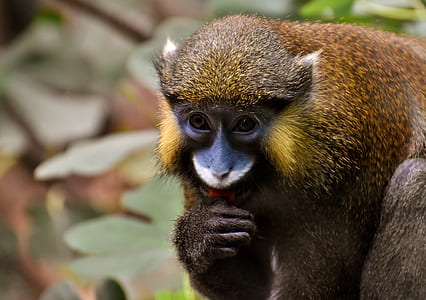 selective focus photo of brown monkey thumbnail