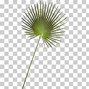 Page 368 11 647 Tree Lights Png Cliparts For Free Download