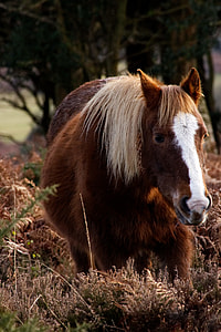brown and white horse on bush during daytime thumbnail