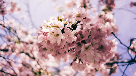 selective focus photo of pink blooming Cherry Blossom thumbnail