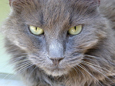 long-fur gray cat thumbnail