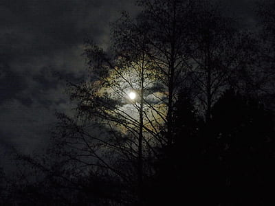 silhouette of tropical trees during full moon thumbnail