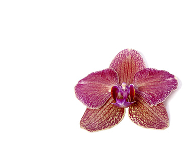 Phalaenopsis, Orchid thumbnail
