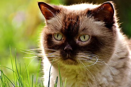 selective focus photography of white and brown himalayan cat thumbnail