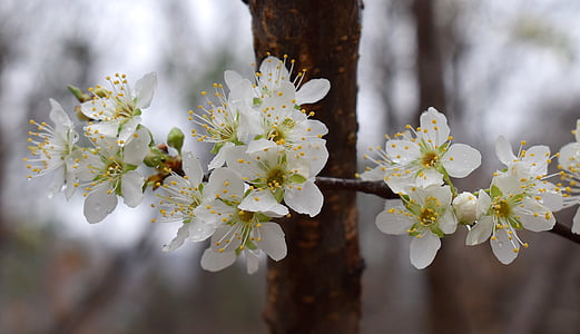 selective focus photography of white flower thumbnail