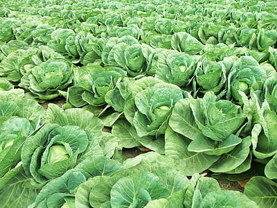 green cabbage field thumbnail