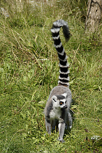 Ring Tailed Lemur, Prosimian thumbnail