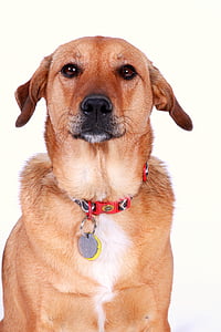 medium-coated brown dog thumbnail