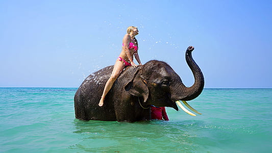 woman wearing pink bikini on black elephant on sea at daytime thumbnail