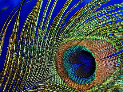 shallow focus photography of peacock tail thumbnail