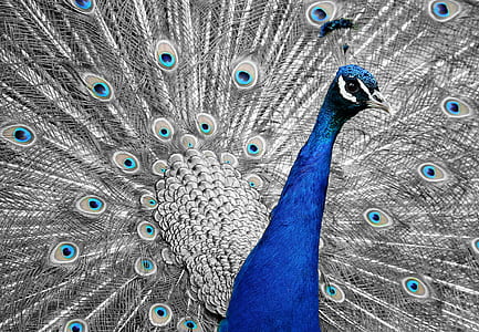 blue and gray peacock painting thumbnail