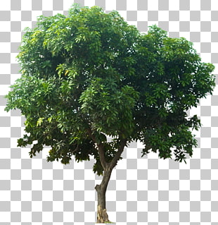 Mangifera indica Fruit tree, Icon Tree, green leafed tree PNG clipart