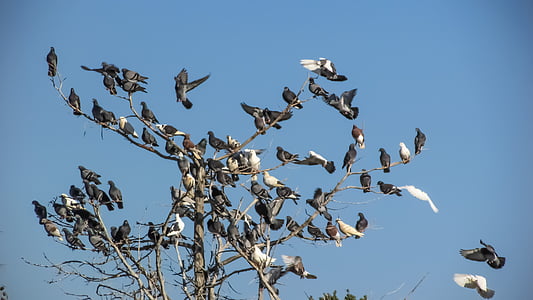 flock of birds perched on bare tree thumbnail