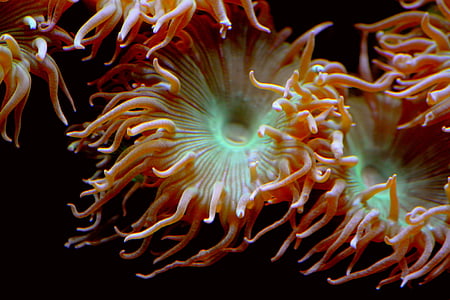photography of orange anemone against black background thumbnail