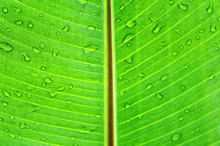 water dew on leaf thumbnail