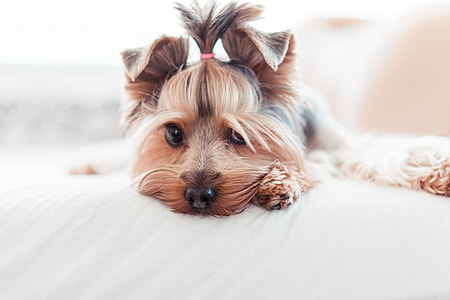 Adorable Yorkshire Terrier Puppy Innocent Look in Bed thumbnail