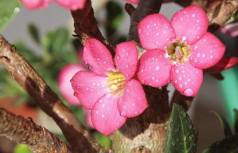 pink petaled flower with water droplets thumbnail