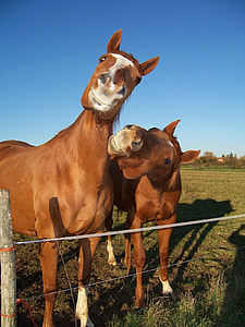 two brown horses on grassland under clear sky during daytime thumbnail