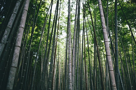 bamboo grove thumbnail