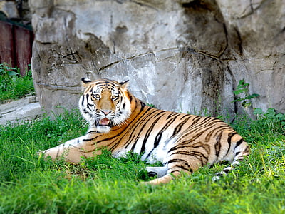 tiger lying on green grass beside rock thumbnail