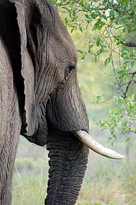 gray elephant beside green leafed trees thumbnail