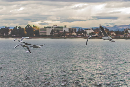 flock of gulls flying above sea thumbnail