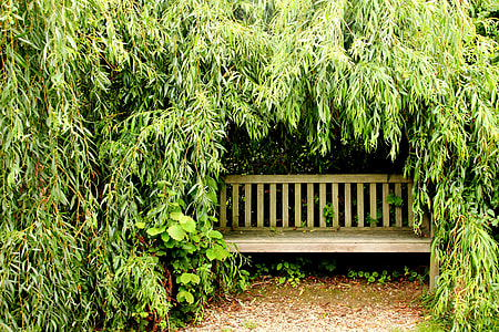 brown wooden outdoor bench beneath green leaf plants thumbnail