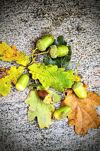 acorns and leaves on floor thumbnail