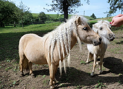 two beige ponies with braided hairs near green grass fields and trees at day thumbnail