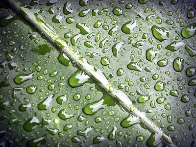 nature, water, leaf, dew thumbnail