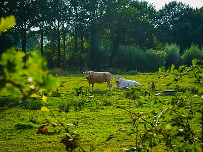 two tan and white cattles on green grass thumbnail