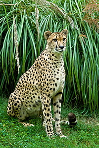 cheetah beside grass during daytime thumbnail