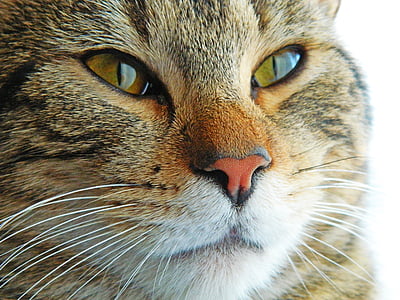 closeup photography of brown tabby cat face thumbnail