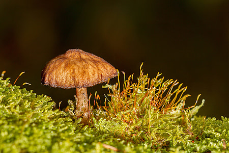 photography of mushroom thumbnail