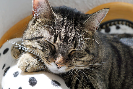 gray and black tabby cat thumbnail